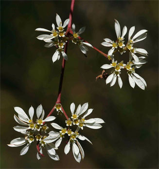Euphorbia leucocephala