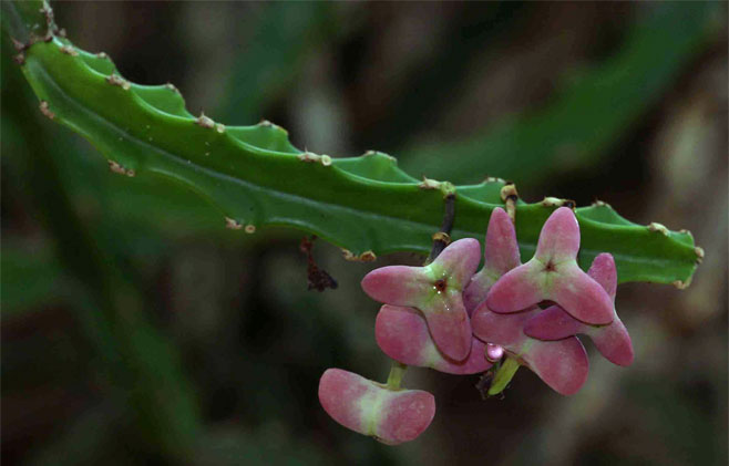 Euphorbia lividiflora