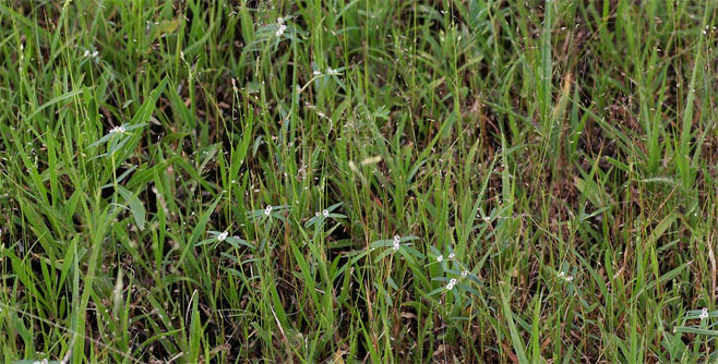Euphorbia lupatensis