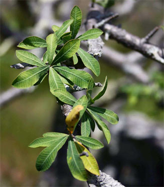 Euphorbia matabelensis 