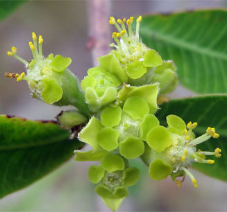 Euphorbia matabelensis 