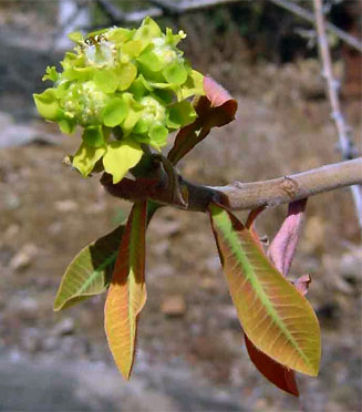 Euphorbia matabelensis 
