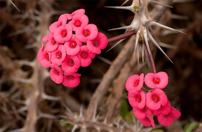 Euphorbia milii