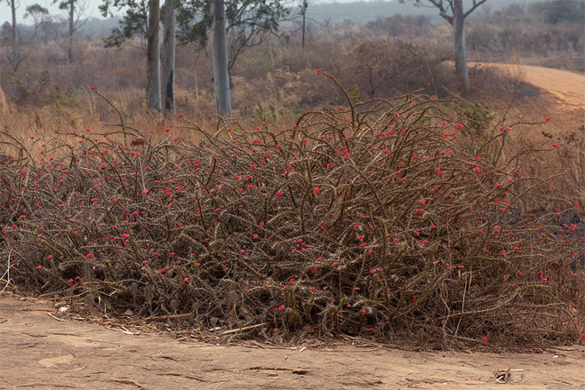 Euphorbia milii