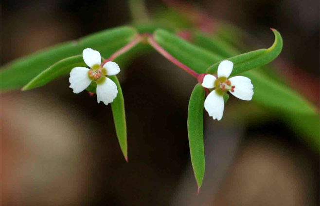Euphorbia neopolycnemoides