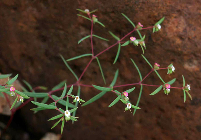Euphorbia neopolycnemoides