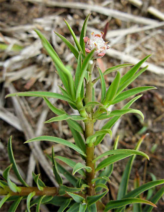 Euphorbia oatesii 