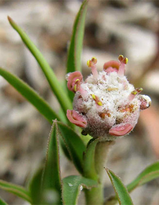Euphorbia oatesii 
