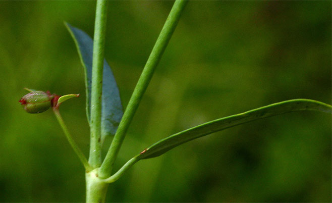 Euphorbia pfeilii 