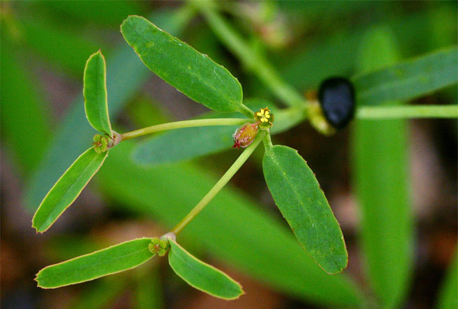 Euphorbia pfeilii 