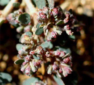 Euphorbia prostrata