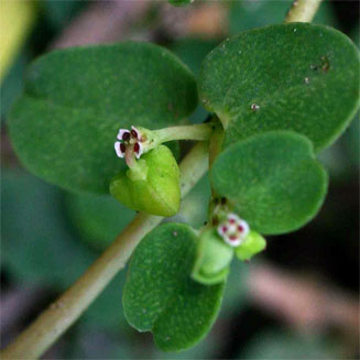 Euphorbia serpens 