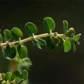 Euphorbia serpens 