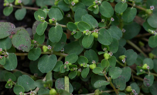 Euphorbia serpens 