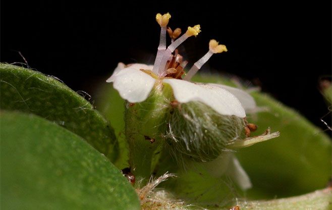 Euphorbia tettensis