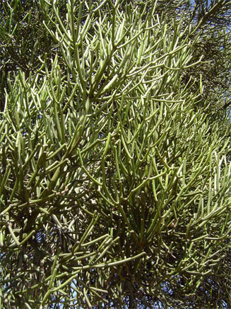 Euphorbia trichadenia