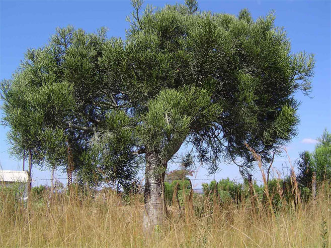Euphorbia trichadenia
