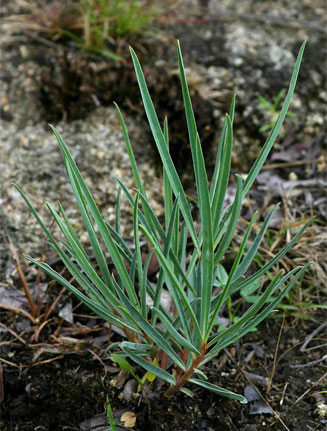 Euphorbia trichadenia