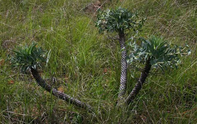 Euphorbia wildii 