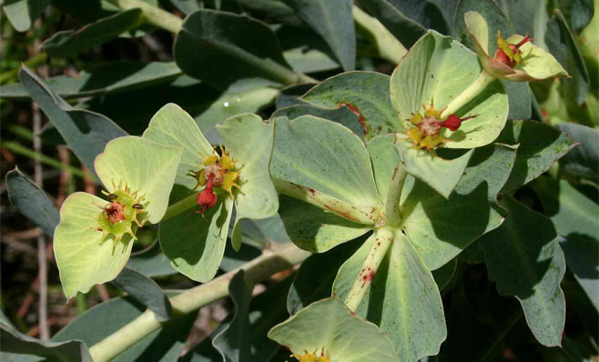 Euphorbia wildii 