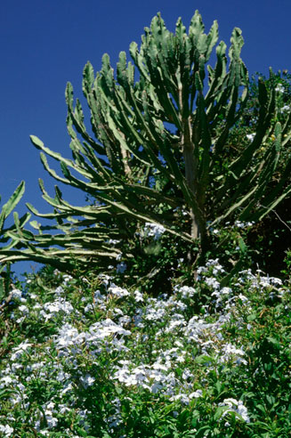 Euphorbia triangularis
