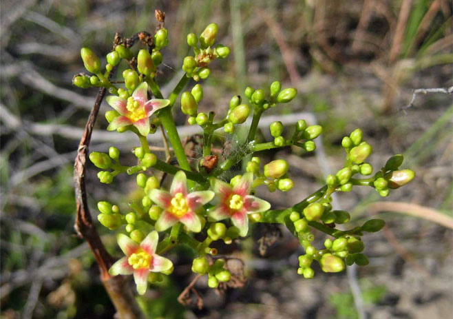 Jatropha subaequiloba