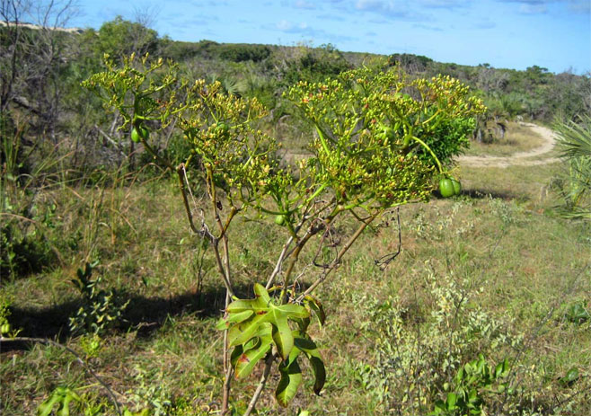Jatropha subaequiloba