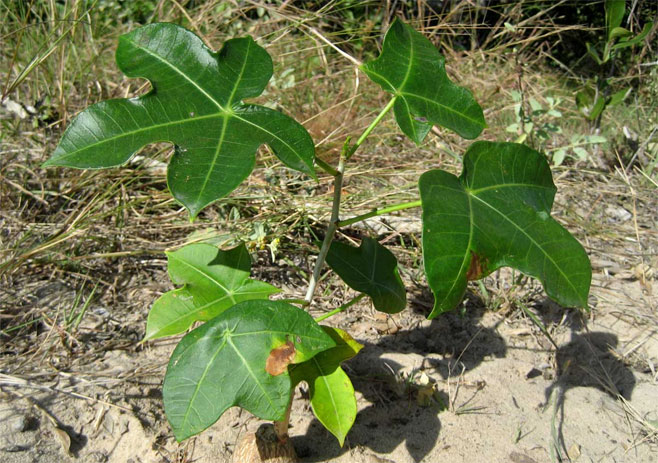 Jatropha subaequiloba