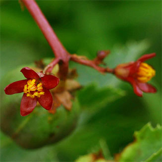 Jatropha schlechteri
