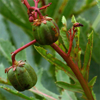 Jatropha schlechteri