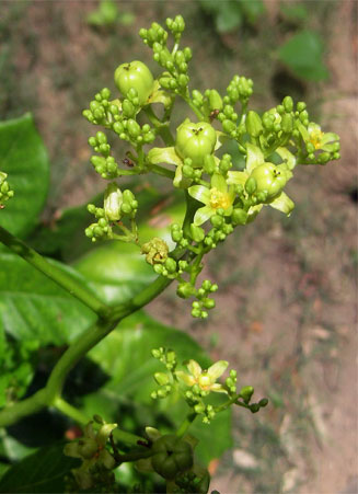 Jatropha scaposa