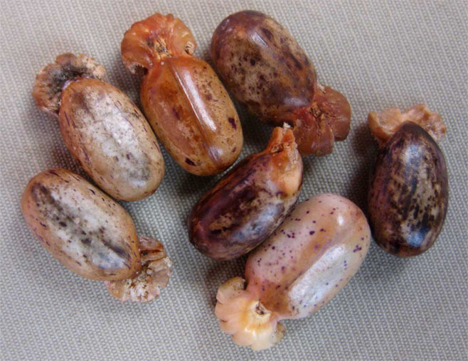 Jatropha scaposa
