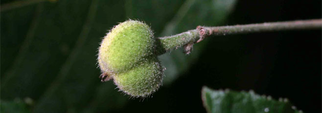 Mildbraedia carpinifolia