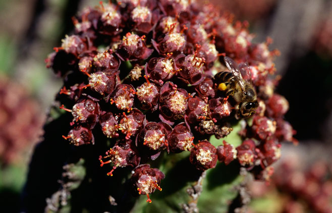 Euphorbia polygona