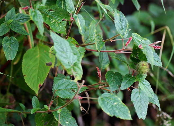 Acalypha welwitschiana