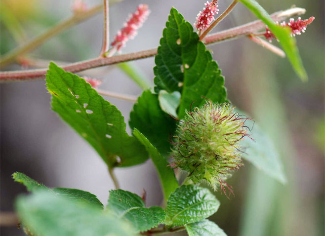 Acalypha welwitschiana