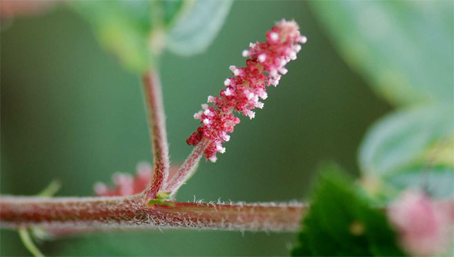 Acalypha welwitschiana