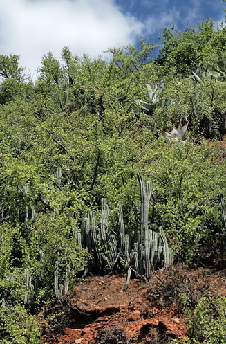 Euphorbia polygona