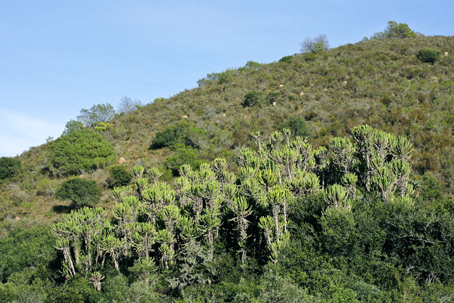 Euphorbia triangularis