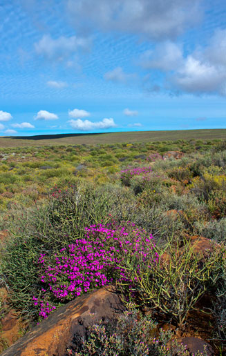 Euphorbia rhombifolia