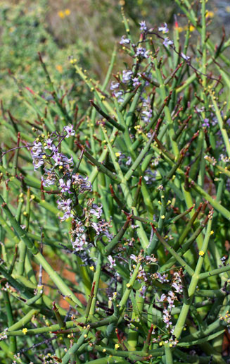 Euphorbia rhombifolia