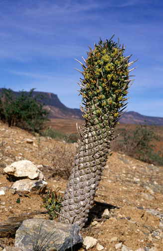 Euphorbia schoenlandii