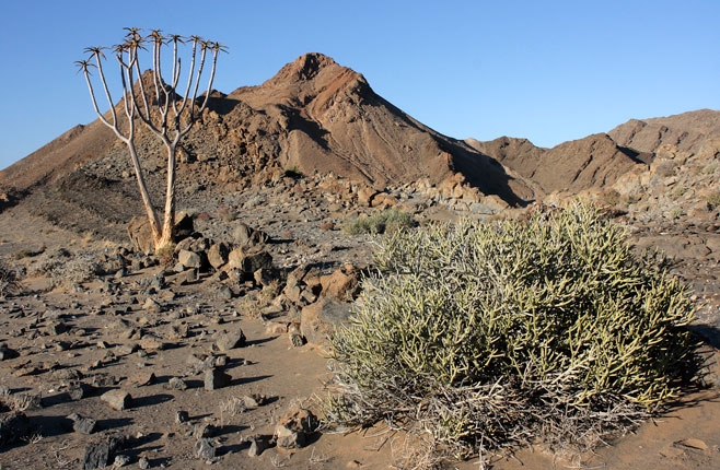 Euphorbia gummifera