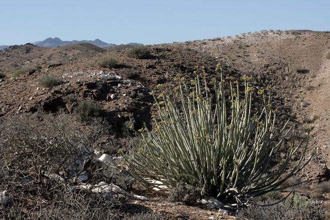 Euphorbia dregeana