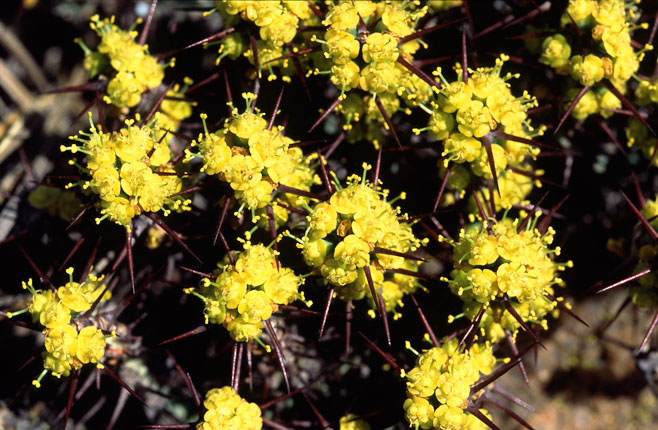 Euphorbia schinzii