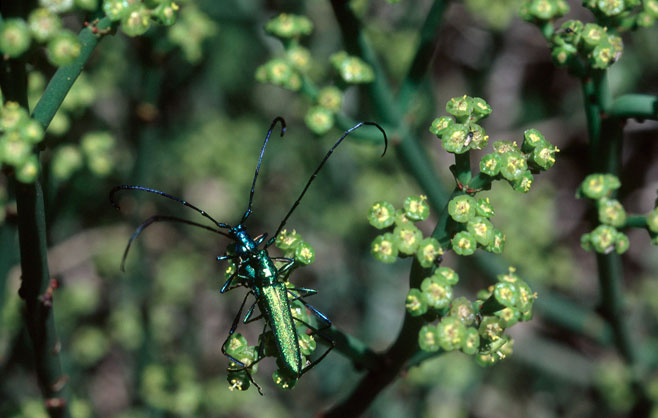Euphorbia burmannii