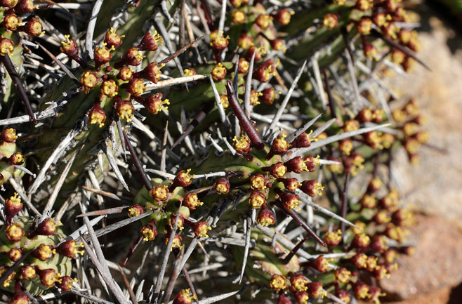 Euphorbia heptagona