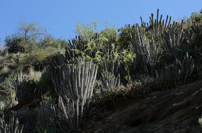 Euphorbia heptagona