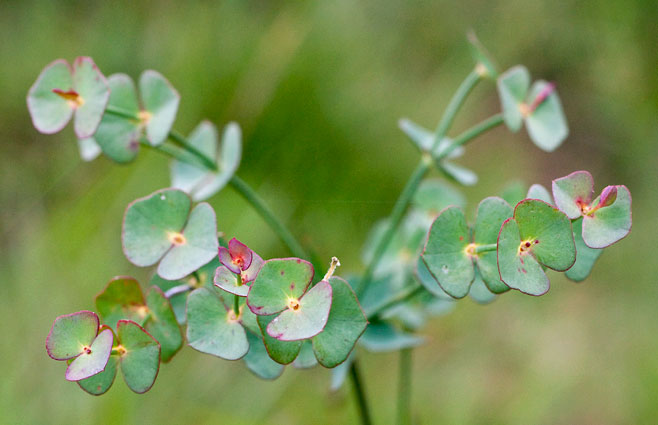 Euphorbia striata 
