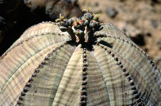 Euphorbia oatesii